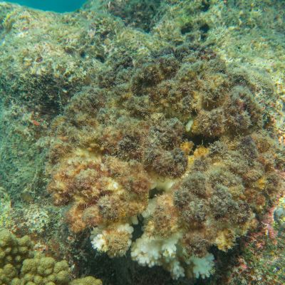 Coral monitoring | North Queensland Bulk Ports Corporation Ltd