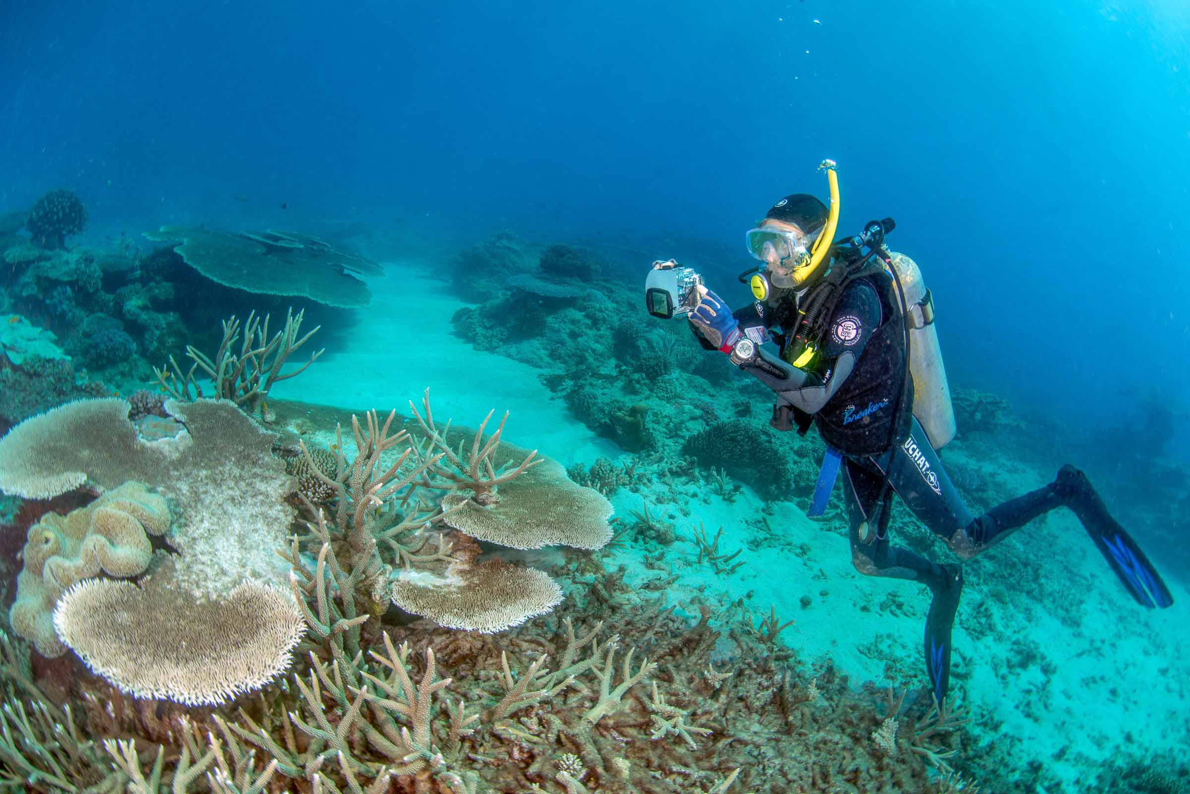 Diver Dr Avril Ayling completing a coral survey for James Cook University at Holburone Island, near NQBP's Abbot Point Port. Picture: Sea Research