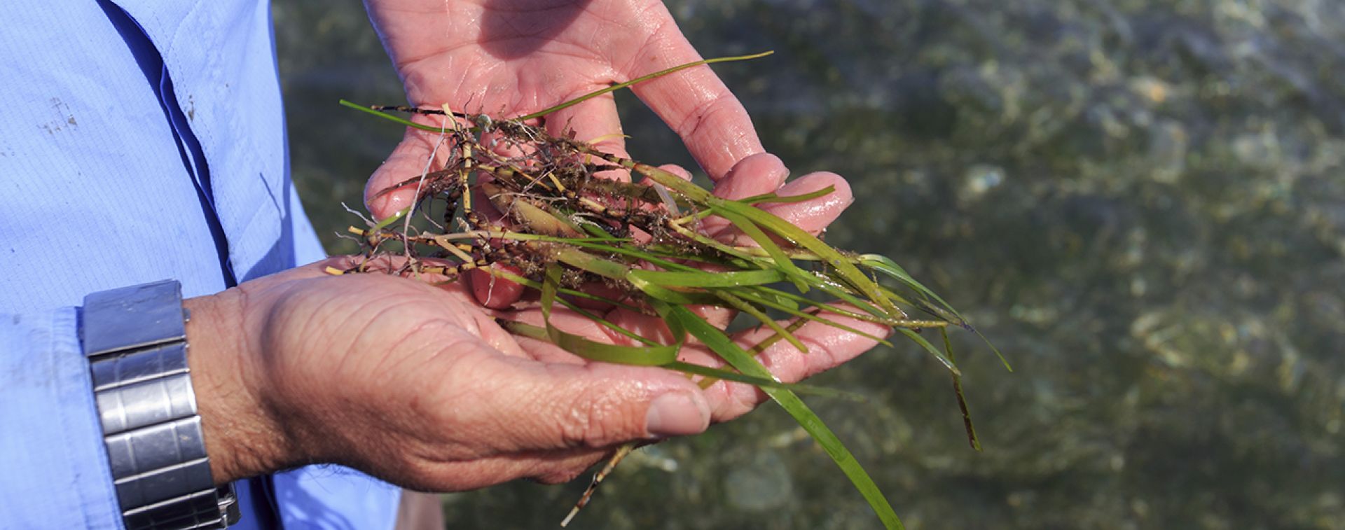 Hands holding seagrass