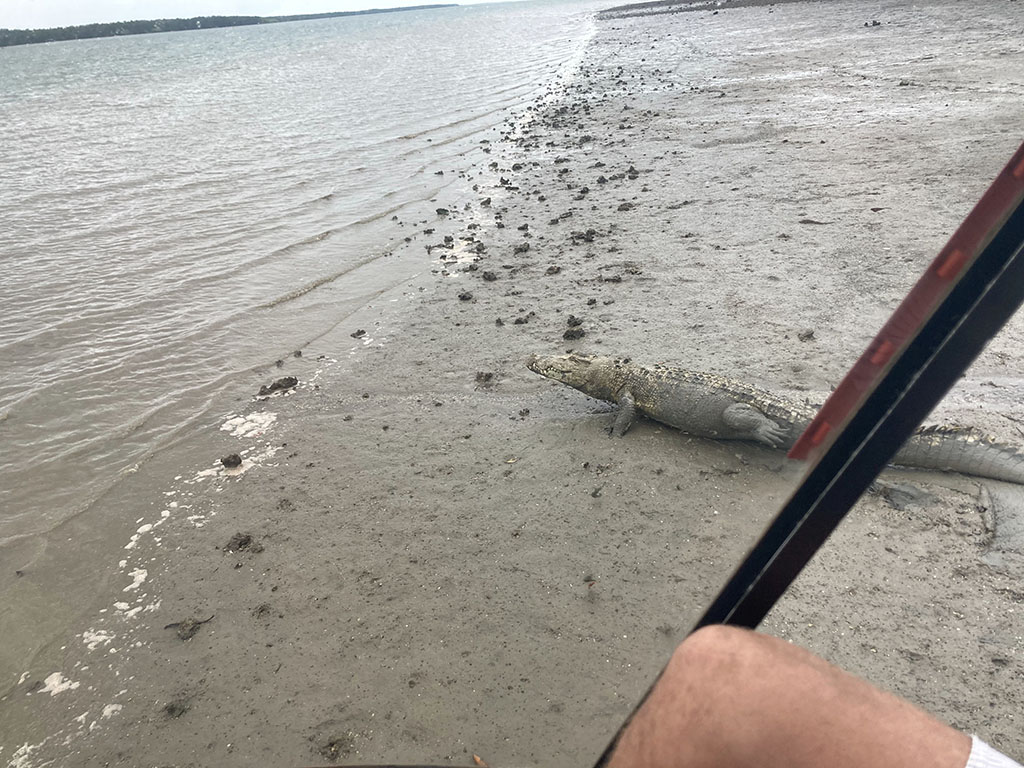 Crocodile at Weipa seagrass monitoring
